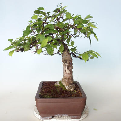 Vonkajšie bonsai - Zelkova - 2