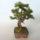 Vonkajšie bonsai - Juniperus chinensis Itoigava-Jalovec čínsky - 2/4