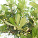 Izbová bonsai - Ilex crenata - Cezmína - 2/2