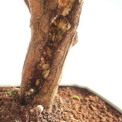 Izbová bonsai - Austrálska čerešňa - Eugenia uniflora - 2