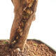 Izbová bonsai - Austrálska čerešňa - Eugenia uniflora - 2/2