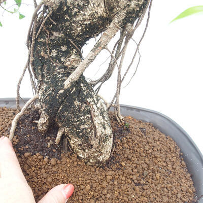 Izbová bonsai - Ficus kimmen - malolistá fikus - 2
