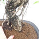 Izbová bonsai - Ficus kimmen - malolistá fikus - 2/2