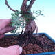 Vonkajší bonsai -Mochna krovitá - Potentilla fruticosa - 2/3