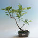 Vonkajšia bonsai-Quercus robur-Dub letný - 2/2