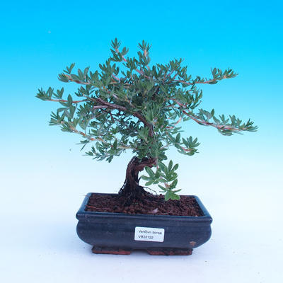 Vonkajší bonsai -Mochna krovitá - Potentilla fruticosa - 2