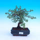Vonkajší bonsai -Mochna krovitá - Potentilla fruticosa - 2/3