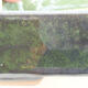 Keramická bonsai miska 17,5 x 13,5 x 5 cm, farba zelená - 2/3