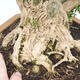 Izbová bonsai - Buxus harlandii - korkový buxus - 2/4