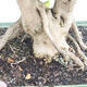 Izbová bonsai - Durant erecta aurea - 2/3