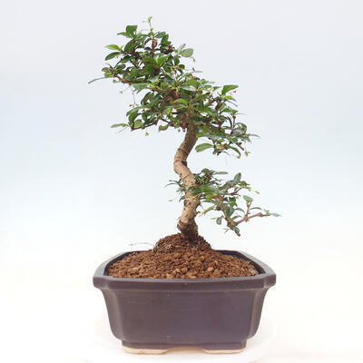 Izbová bonsai - Carmona macrophylla - Čaj fuki - 2