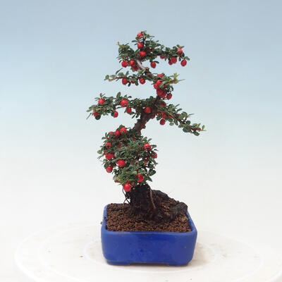 Vonkajší bonsai - Cotoneaster horizontalis - Skalník - 2
