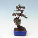 Vonkajší bonsai - Cotoneaster horizontalis - Skalník - 2/4