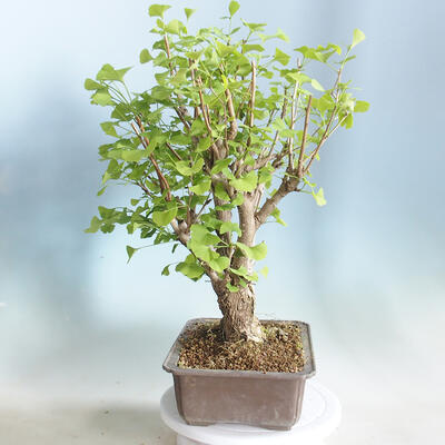 Vonkajšie bonsai - Ginko dvojlaločné - Ginkgo biloba - 2