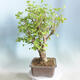 Vonkajšie bonsai - Ginko dvojlaločné - Ginkgo biloba - 2/5