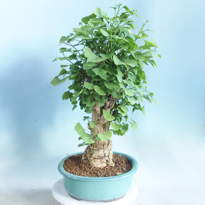 Vonkajšie bonsai - Ginko dvojlaločné - Ginkgo biloba - 2