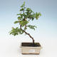 Pokojová bonsai - Grewie - Hvězdice levandulová 414-PB2191344 - 2/2