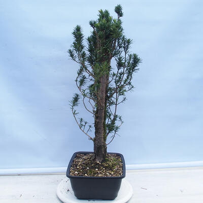 Vonkajší bonsai - Taxus cuspidata - Tis japonský - 2