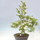 Vonkajší bonsai - Hloh klinovitý - Crataegus cuneata - 2/6