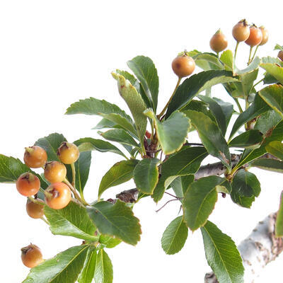 Vonkajší bonsai-Pyracanta Teton-Hlohyňa - 2