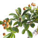 Vonkajší bonsai-Pyracanta Teton-Hlohyňa - 2/5