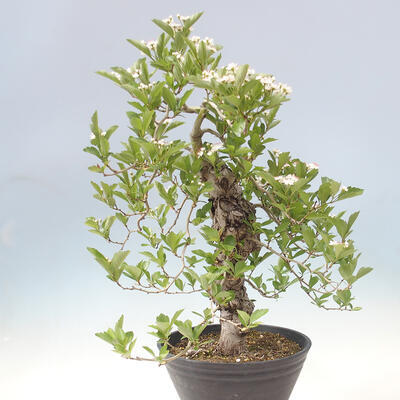 Vonkajší bonsai - Hloh klinovitý - Crataegus cuneata - 2