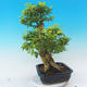 Izbová bonsai - Durant erecta Aurea - 2/7