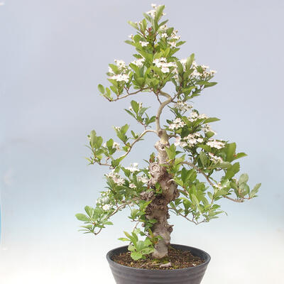 Vonkajší bonsai - Hloh klinovitý - Crataegus cuneata - 2