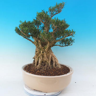 Izbová bonsai - Buxus harlandii - 2