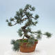 Vonkajšie bonsai - Pinus parviflora - Borovica drobnokvetá - 2/4