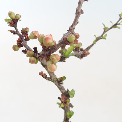 Vonkajšie bonsai - Chaenomeles špec. Rubra - Dulovec VB2020-149 - 2