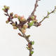 Vonkajšie bonsai - Chaenomeles špec. Rubra - Dulovec VB2020-149 - 2/3