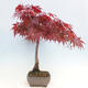 Vonkajší bonsai - Acer palmatum Atropurpureum - Javor dlanitolistý červený - 2/7