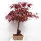 Vonkajší bonsai - Acer palmatum Atropurpureum - Javor dlanitolistý červený - 2/7