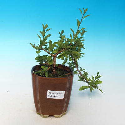 Izbová bonsai  - HORCOVÝ stromček-Solanum rantonnetii - 2