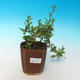 Izbová bonsai  - HORCOVÝ stromček-Solanum rantonnetii - 2/2