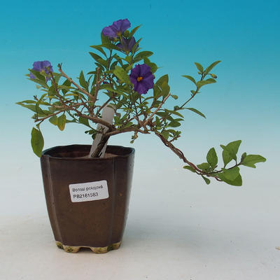 Izbová bonsai  - HORCOVÝ stromček-Solanum rantonnetii - 2
