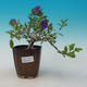 Izbová bonsai  - HORCOVÝ stromček-Solanum rantonnetii - 2/2