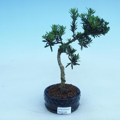 Izbová bonsai - Podocarpus - Kamenný tis - 2