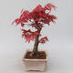 Vonkajšie bonsai - Javor palmatum DESHOJO - Javor dlaňolistý - 2/5