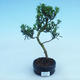 Izbová bonsai - Podocarpus - Kamenný tis - 2/2