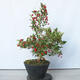 Vonkajší bonsai - Hloh klinovitý - Crataegus cuneata - 2/6