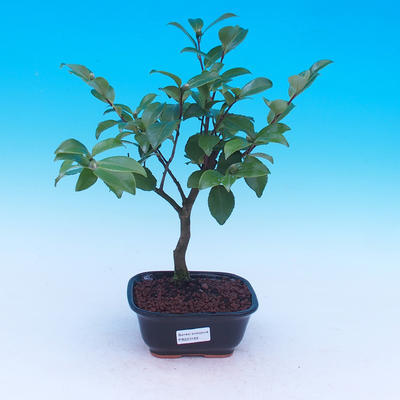 Izbová bonsai-Camellia euphlebia-Kamélie - 2