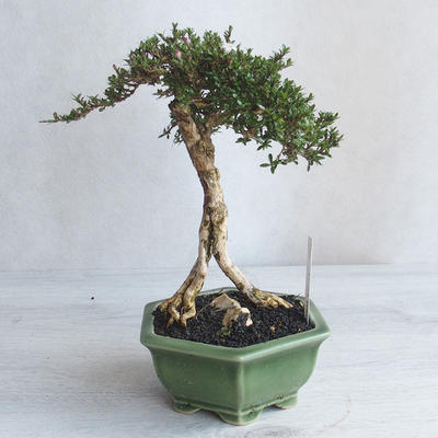 Izvová bonsai - Serissa japonica - malolistá - 2