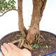 Izbová bonsai -Phyllanthus Niruri- fylant - 2/2