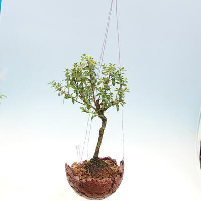 Kokedama v keramike - Serissa foetida variegata - Strom tisíc hviezd - 2