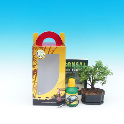 Izbová bonsai v darčekovej krabičke, Carmona macrophylla - Čaj fuki - 2