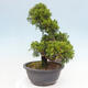 Vonkajší bonsai - Juniperus chinensis Itoigawa -Jalovec čínsky - 2/4