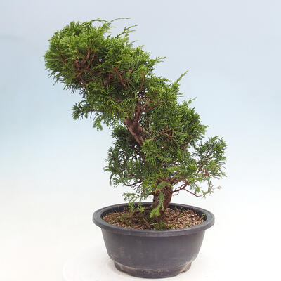 Vonkajší bonsai - Juniperus chinensis Itoigawa -Jalovec čínsky - 2
