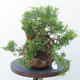 Vonkajšie bonsai - Juniperus chinensis Itoigawa -Jalovec čínsky - 2/4